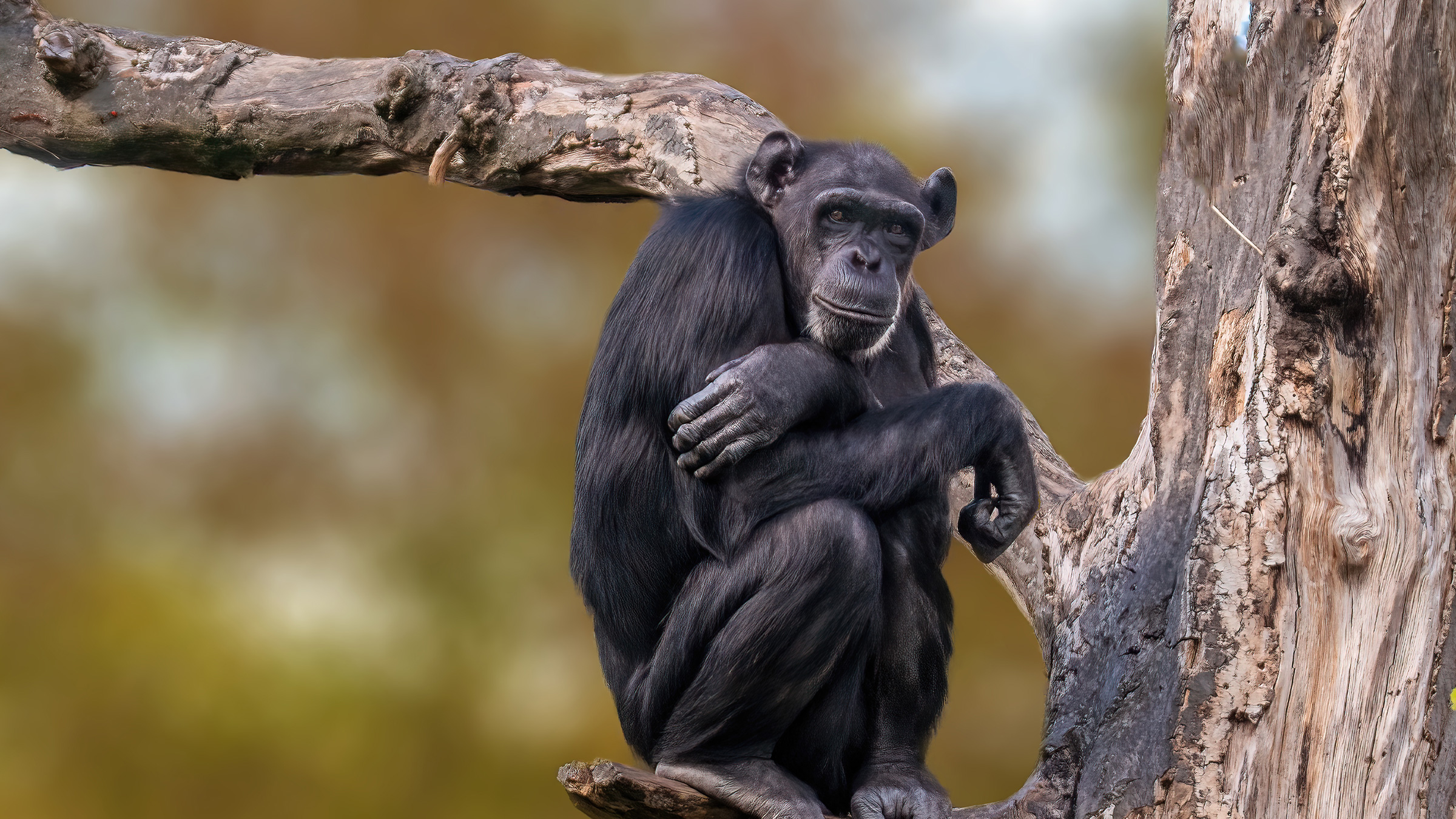 A Western chimpanzee (Pan troglodytes verus).