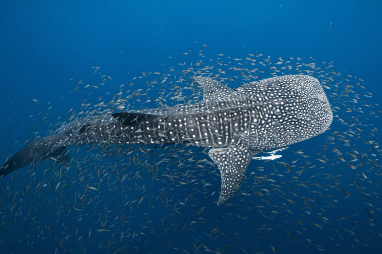 A whale shark in Ningaloo Reef, Western Australia.