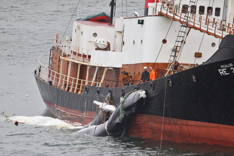 Whale cutting in Hvalfjörður in the west of Iceland.