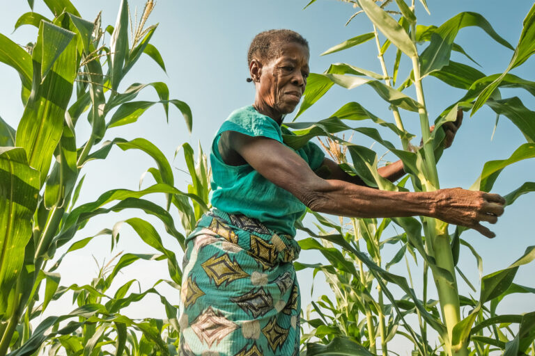 Maize near Yangambi, Democratic Republic of Congo.