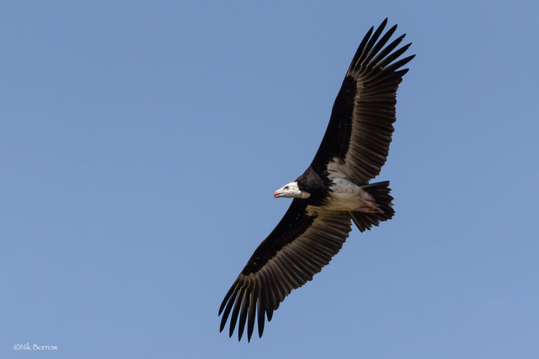 A white-headed vulture, soaring wings outstretched against a clear blue sky. (Trigonoceps occipitalis) at Mole National Park, Ghana. Image by Nik Borrow via Flickr (CC BY-NC 2.0)