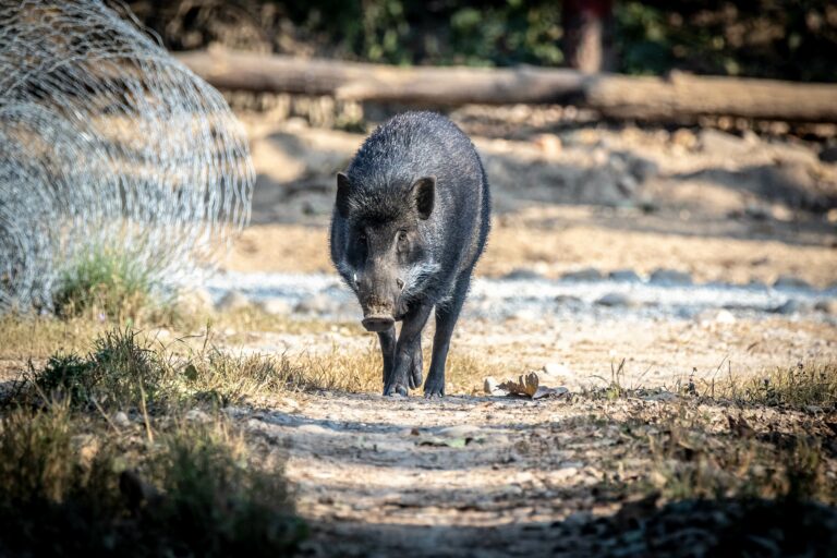 A wild boar at Parsa National Park.