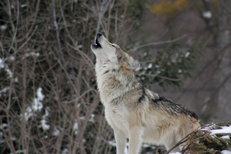 A howling wolf