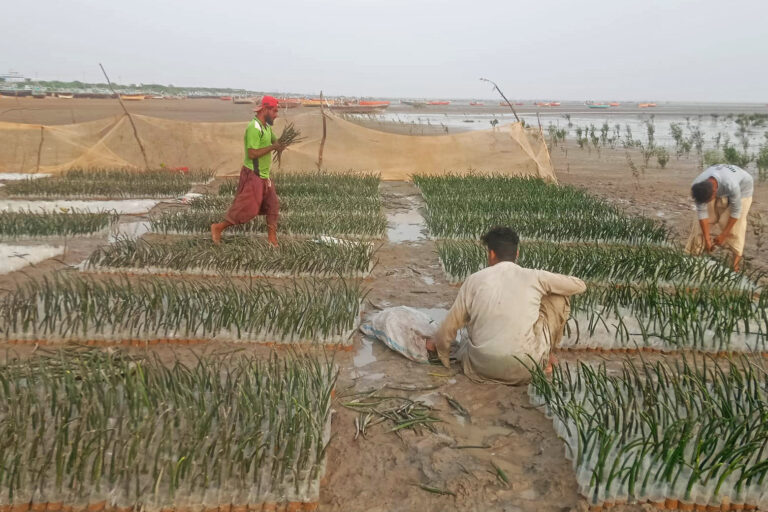 Workers at a mangrove nursery in Dam, a coastal town in Pakistan's Balochistan province. Image by Ayaz Khan for Mongabay.