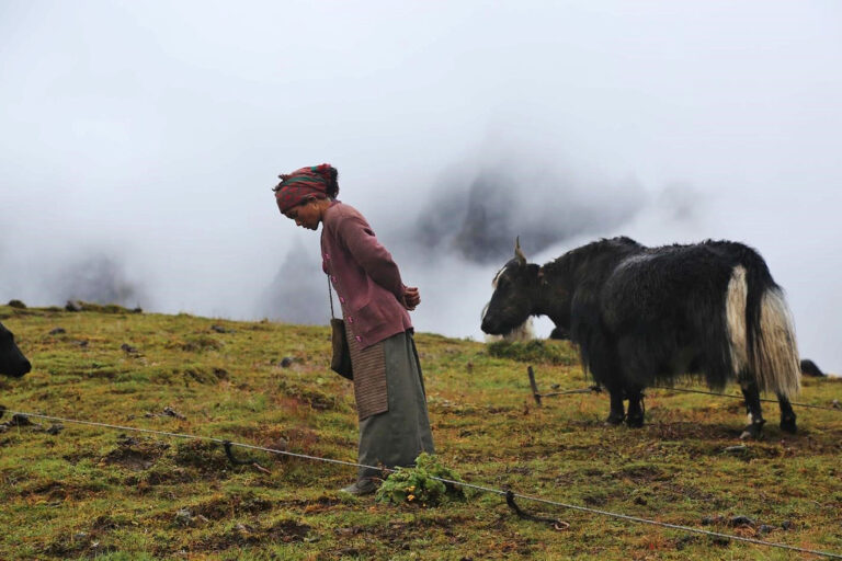 A yak pasture in the Lungbasamba landscape.