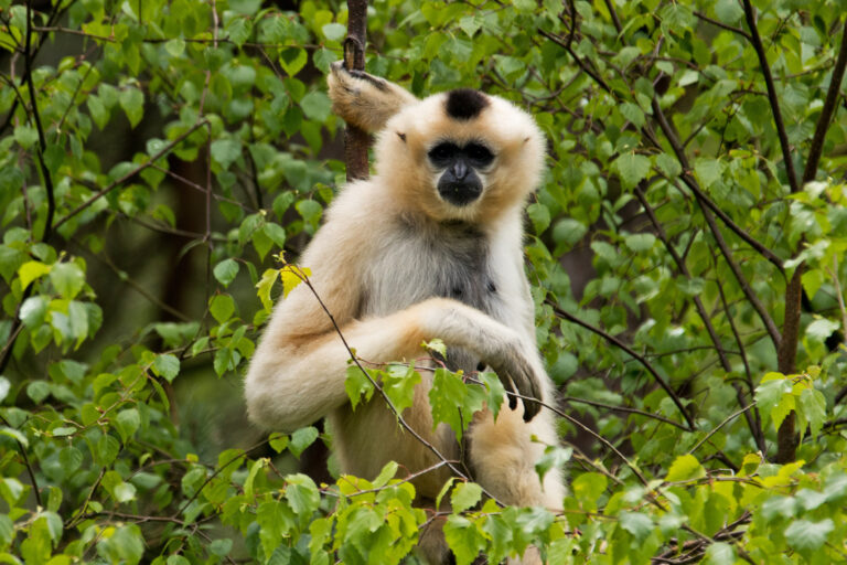 Aellow-cheeked crested gibbon