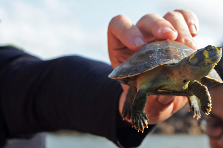 A yellow-spotted river turtle (Podocnemis unifilis), known locally as tracajá, a species that is of cultural importance for the Juruna.