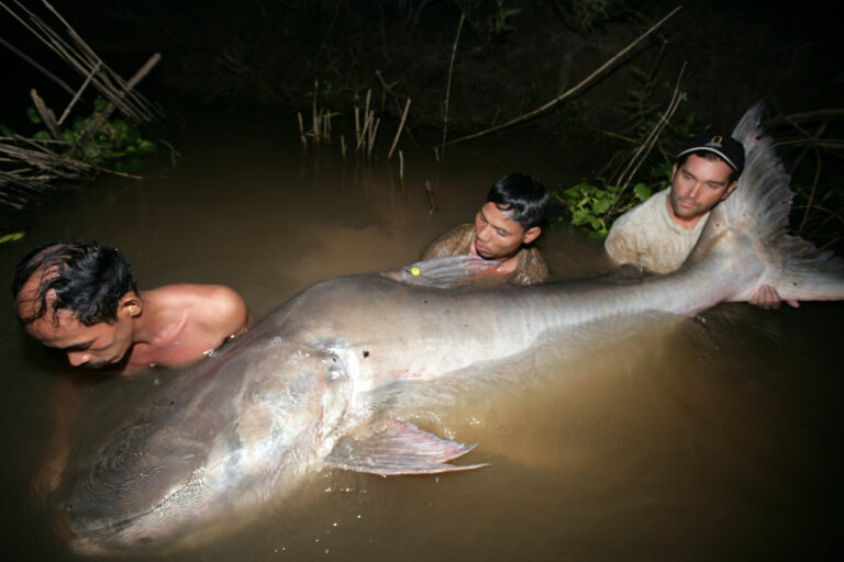 Mekong giant catfish