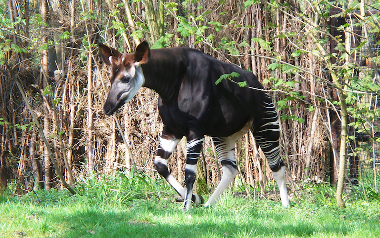 Okapis (Okapia johnstoni) are related to giraffes. Image in the public domain.