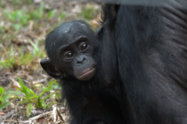 An infant bonobo photographed a few days after being released in the Ekolo ya Bonobo Community Reserve. Image courtesy by Cinita Garai/ Friends of Bonobos.