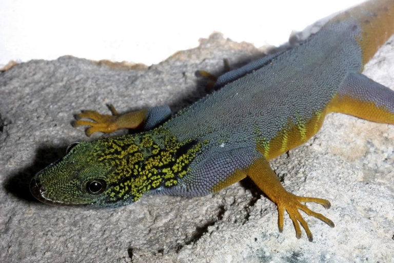 Rock gecko