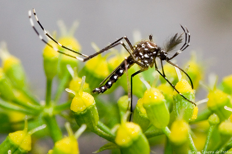 An Aedes aegypti mosquito, the species that carries dengue.